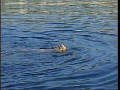 Anal, Verga grande, Tetas grandes, Mamada, Alemán, Hd, Desnudo, Clasico