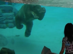 Leie, Braunhaarige, Besamung, Masturbation, Piercing, Pov, Geschwollene nippel, Vibrator