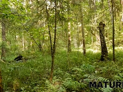 Mooi, Rijpe lesbienne, Kut duiken, Roodharige vrouw, Russisch, Saunazaal, Geschoren, Zoon