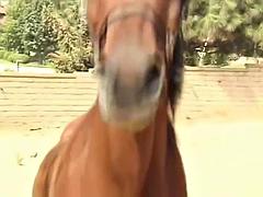 Anal, Grosse bite, Gros seins, Sucer une bite, Brunette brune, Éjaculation interne, Nénés, Rétro ancien