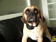 Inked brit sub Roxy Mae slapped by cuckold