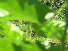 Asiatisch, Chinesisch, Hochschule, Hd, Realität, Jungendliche (18+), Uniform, Spanner