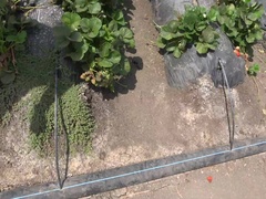 Enthousiasteling, Daddy, Flexibiel, Buiten, Klein, Kut duiken, Mager, Tieten likken
