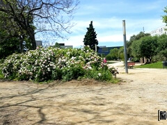 Cul, Queue, Européenne, Seins naturels, De plein air, Piercing, Chatte, Nénés