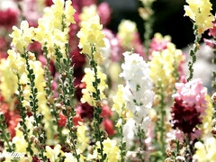 Gros seins, Sucer une bite, Cocu, Tir de sperme, Hd, Mère que j'aimerais baiser, Réalité, Criant