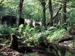 Cul, Beauté, Sucer une bite, Gorge profonde, Queue, Hd, Mamelons, Rétro ancien