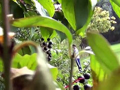 Verga grande, Orinar, Voyeur