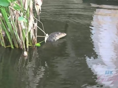 Amateur, Sucer une bite, Brunette brune, Petite amie, De plein air, Pov, Chatte, Nénés